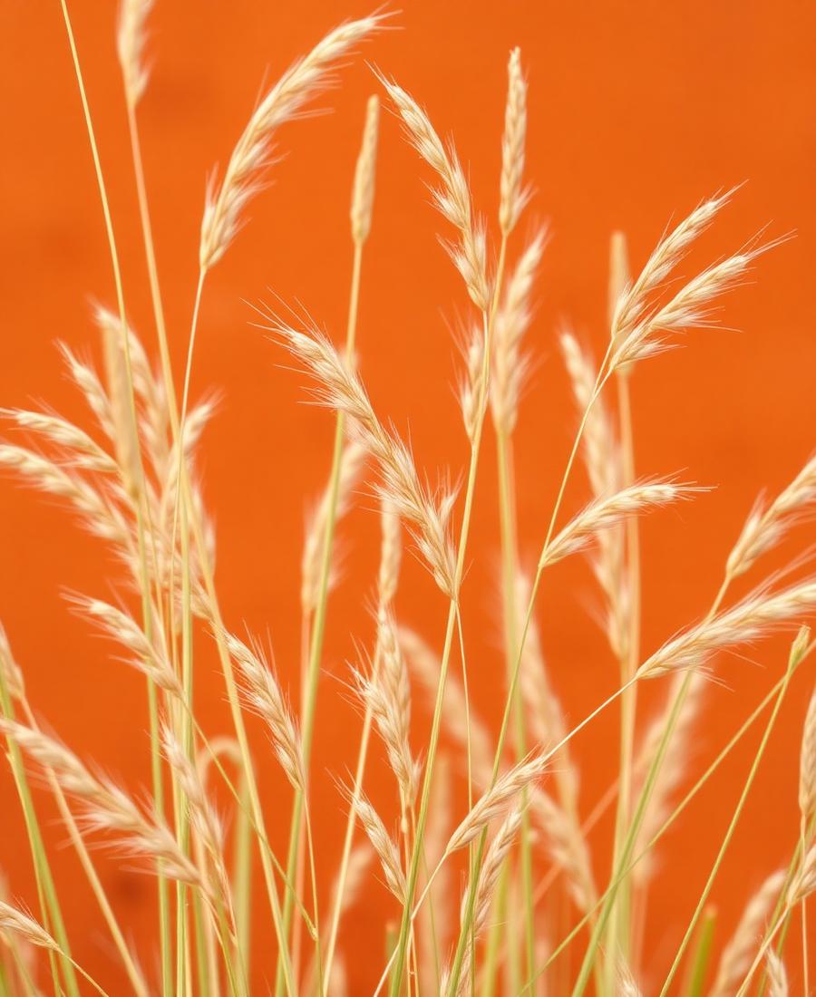 Wild Grasses